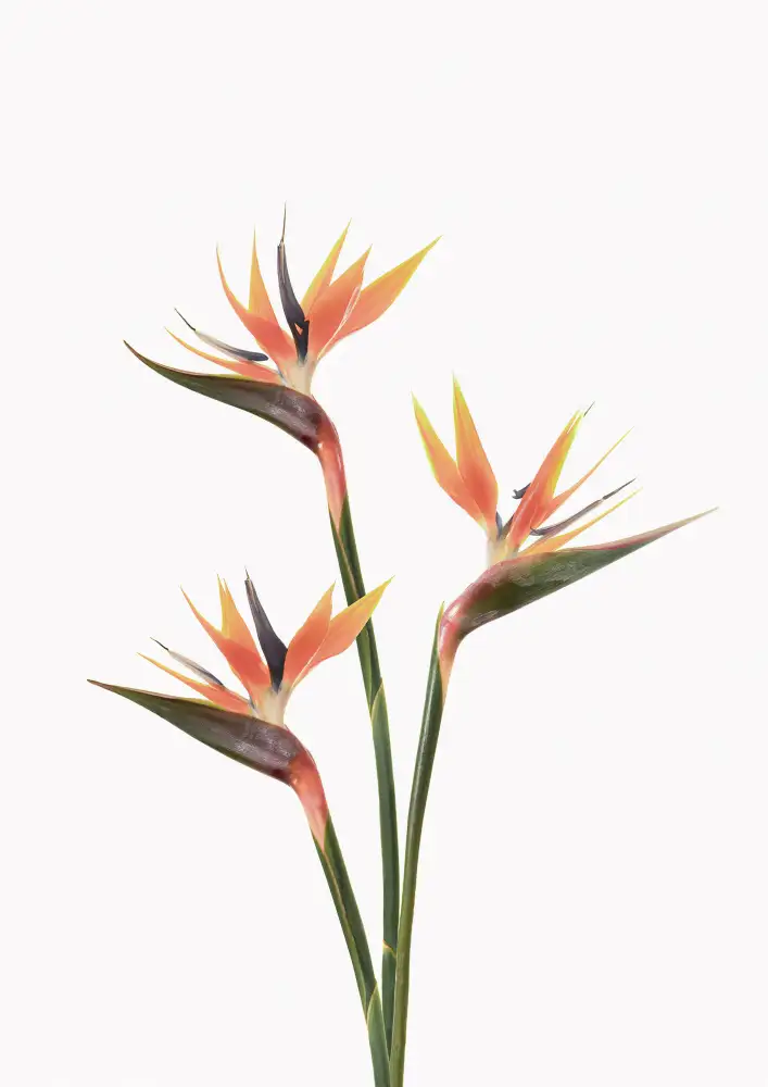 Pienaar, Kathrin: Birds of Paradise
