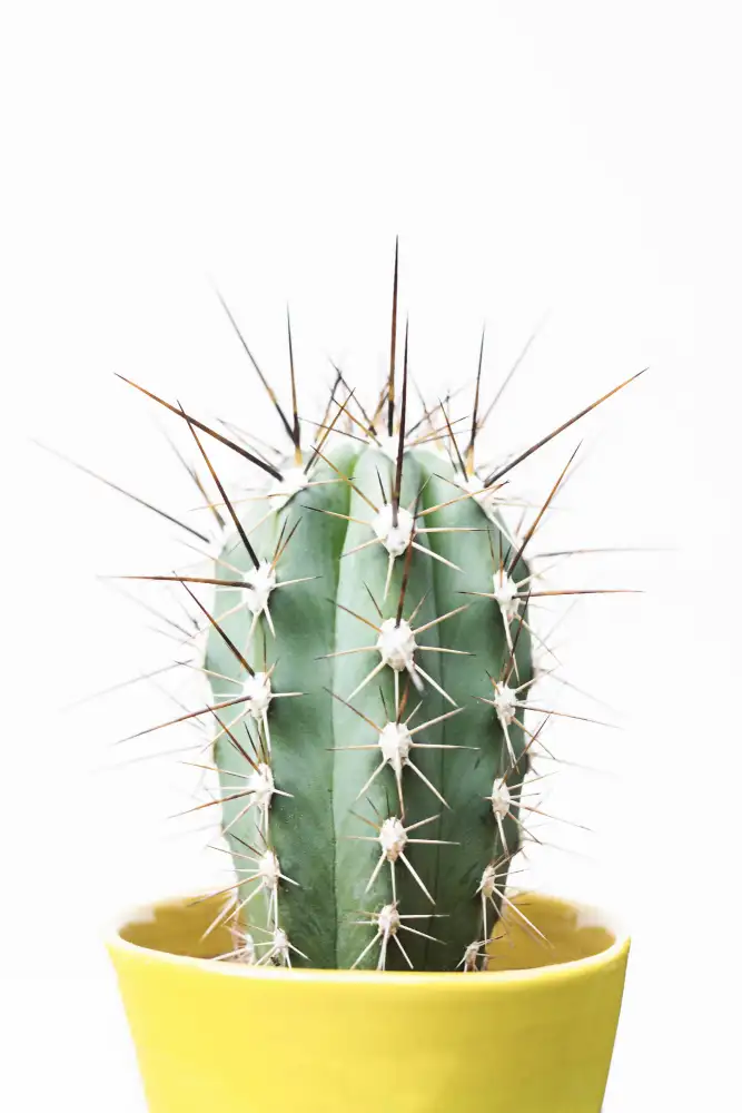 Pienaar, Kathrin: Cactus appuntito