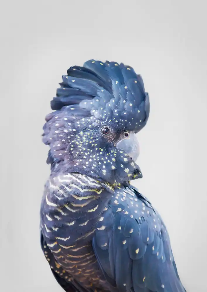Pienaar, Kathrin: Black Cockatoo