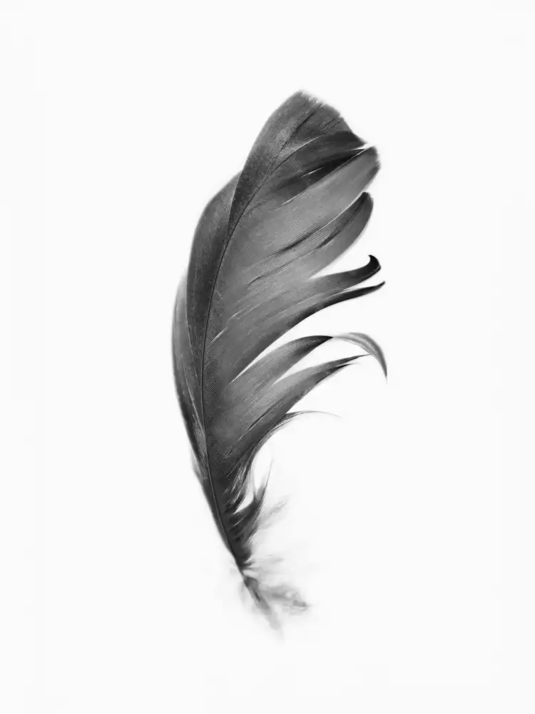 Pienaar, Kathrin: Feather