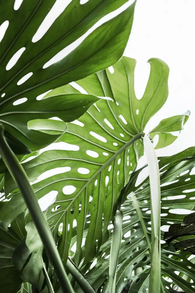 Pienaar, Kathrin: Jungle