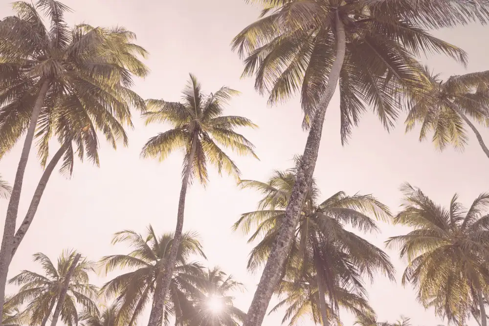 Pienaar, Kathrin: Blush Palm Trees