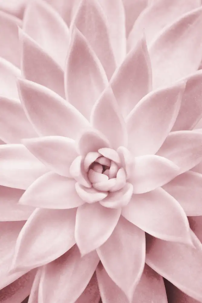 Pienaar, Kathrin: Pink Succulent
