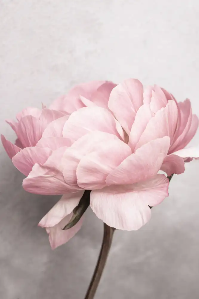 Pienaar, Kathrin: Peony