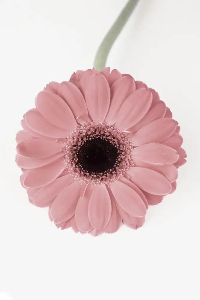 Pienaar, Kathrin: Pink Gerbera II