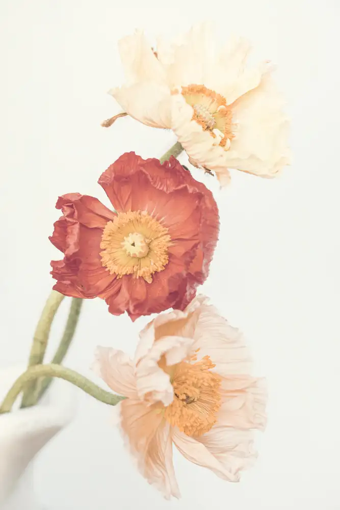 Pienaar, Kathrin: Poppies