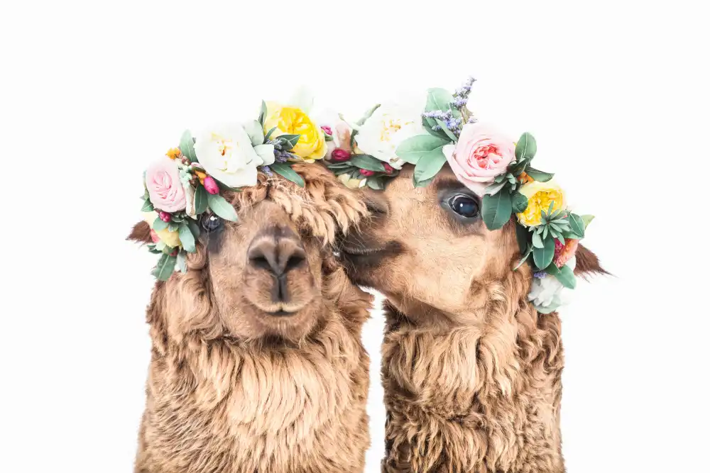 Pienaar, Kathrin: Boho Alpaca