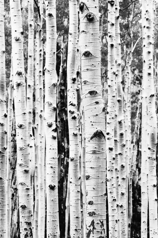 Pienaar, Kathrin: Birches