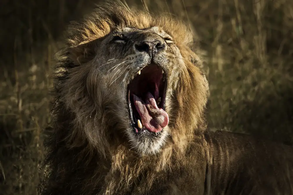 Singh, Anita: Yawn