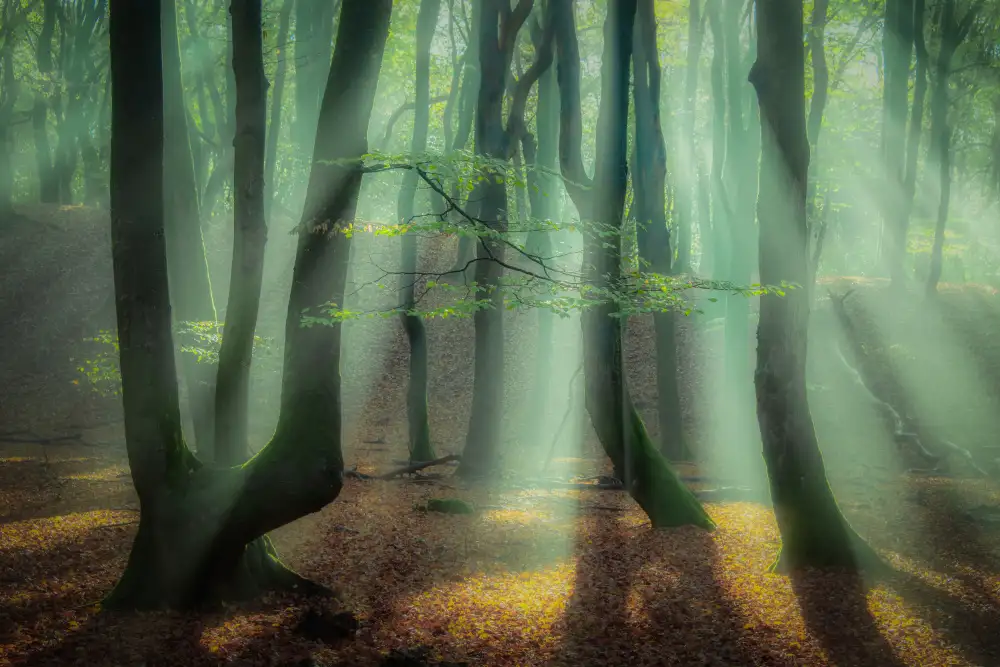 Haaksma, Piet: Magical forest.