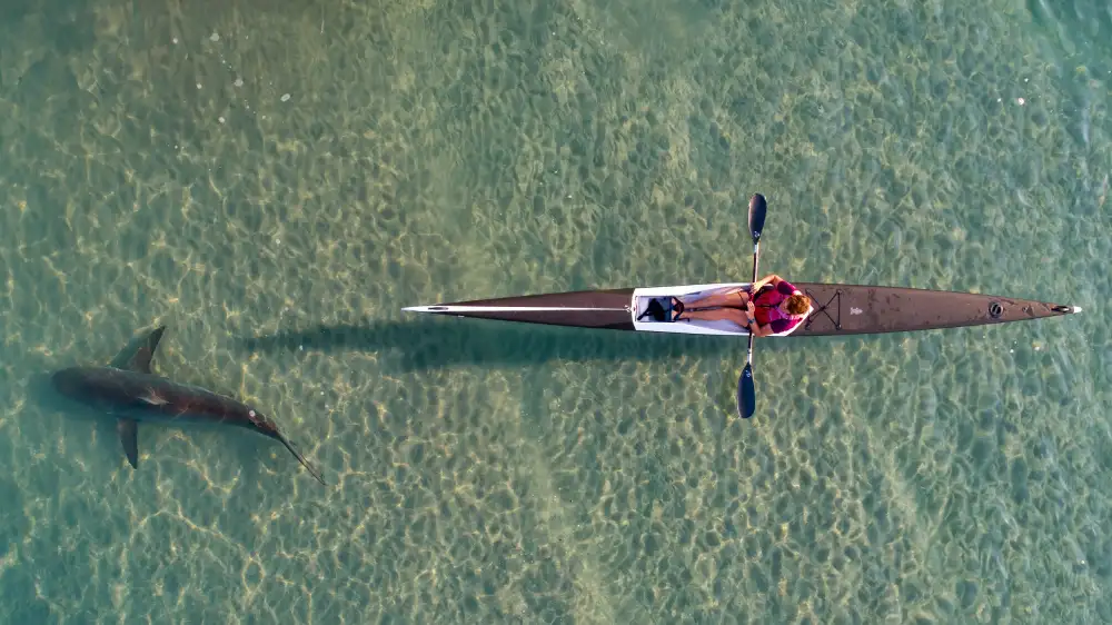 Meirovich, Ido: shark kayaking