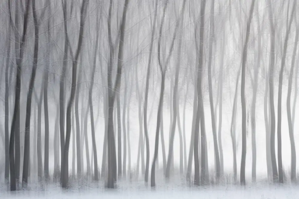 Galimberti, Marco: Trees