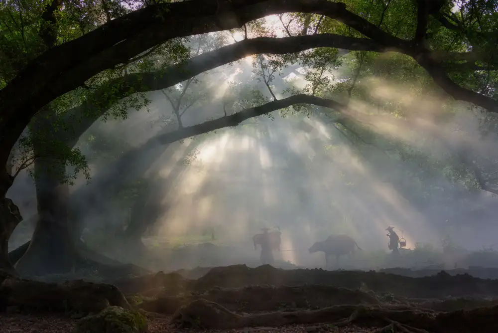 Zhang, Johnny: A foggy morning