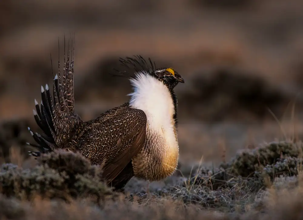 Verdon: Sage Grouse