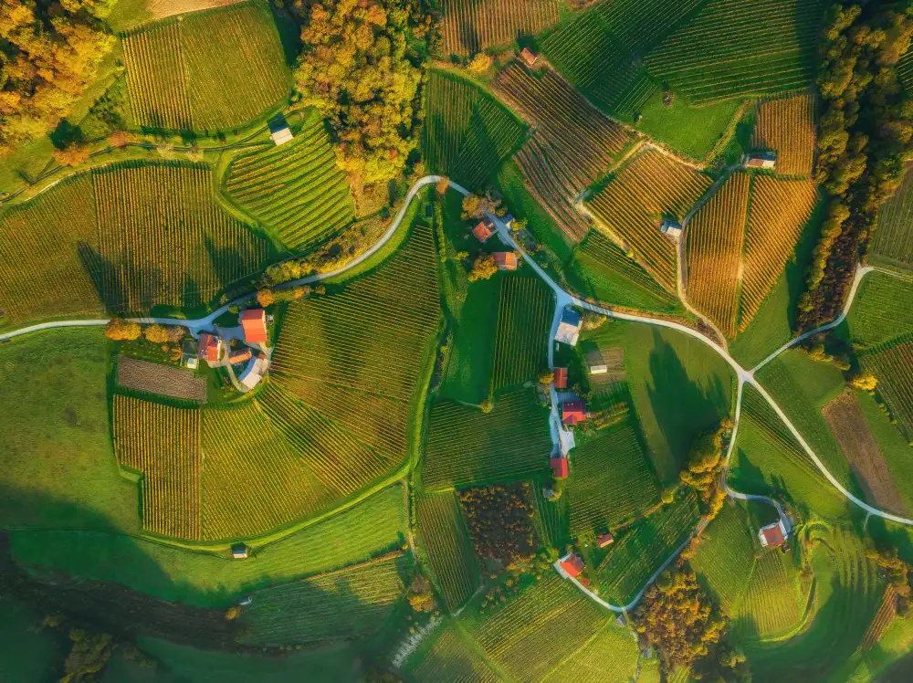 Krivec, Ales: Vineyards from above