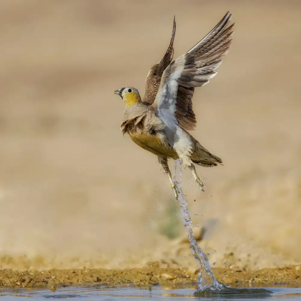 Manusevich, David: Sandgrouse incoronato