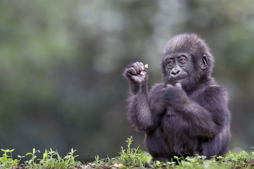 Lester, D Linda: Giovane Gorilla