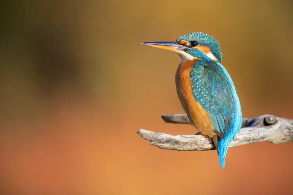 Goran, Tony: Lady Kingfisher !