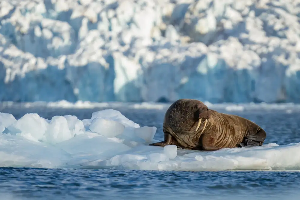 Chawla, Shobhit: Svalbard .. Mr Walrus on ice throne..