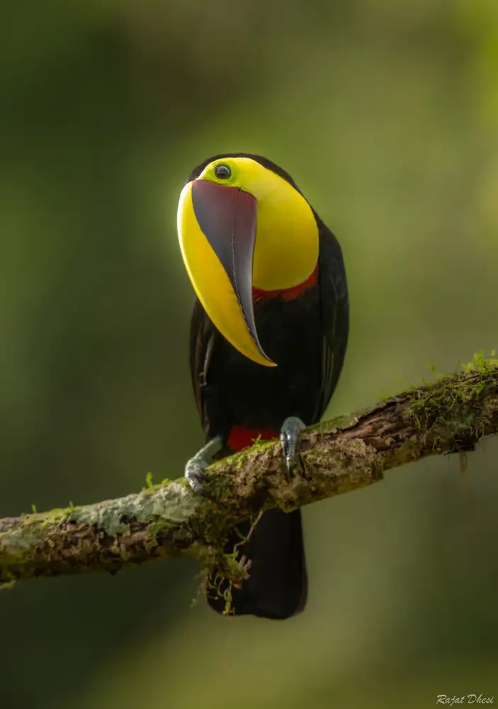 Dhesi, Rajat: Chestnut Mandibled Toucan