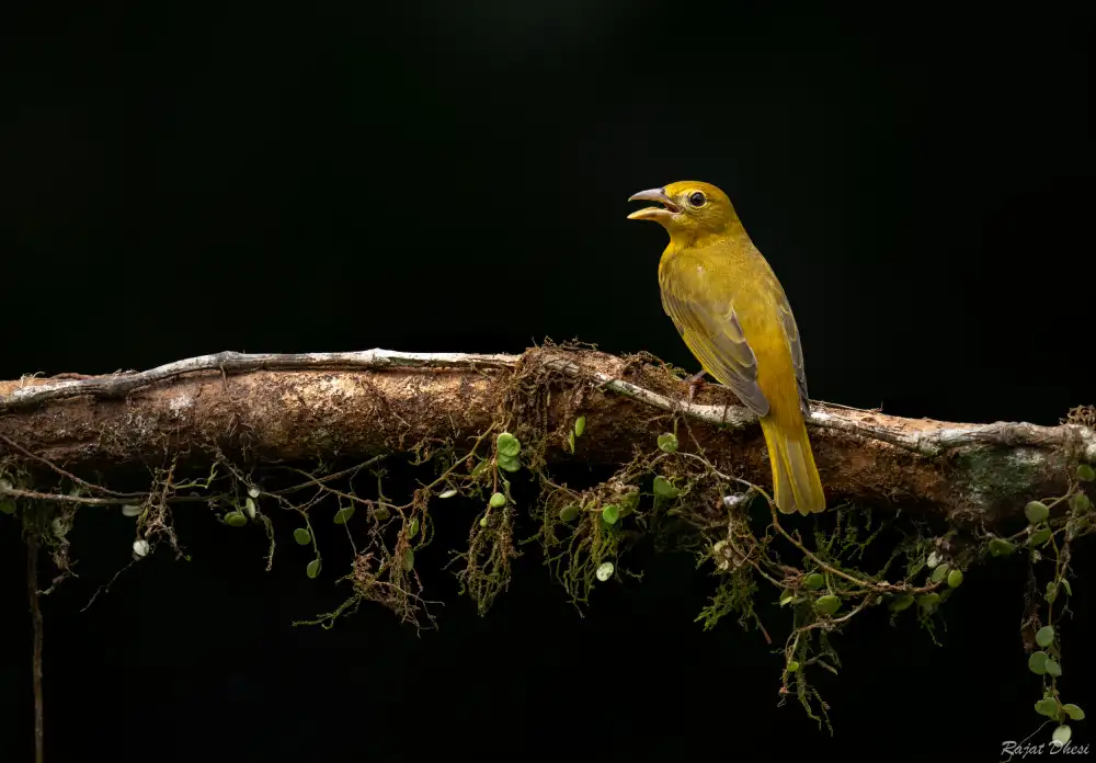 Dhesi, Rajat: Letní Tanager
