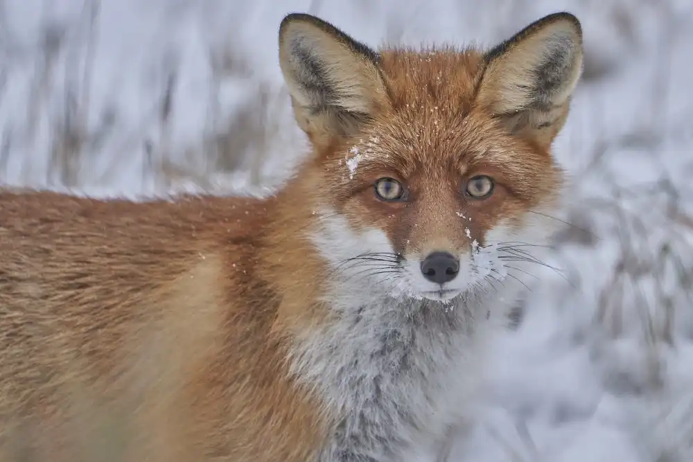Puum, Mati: Red Fox.