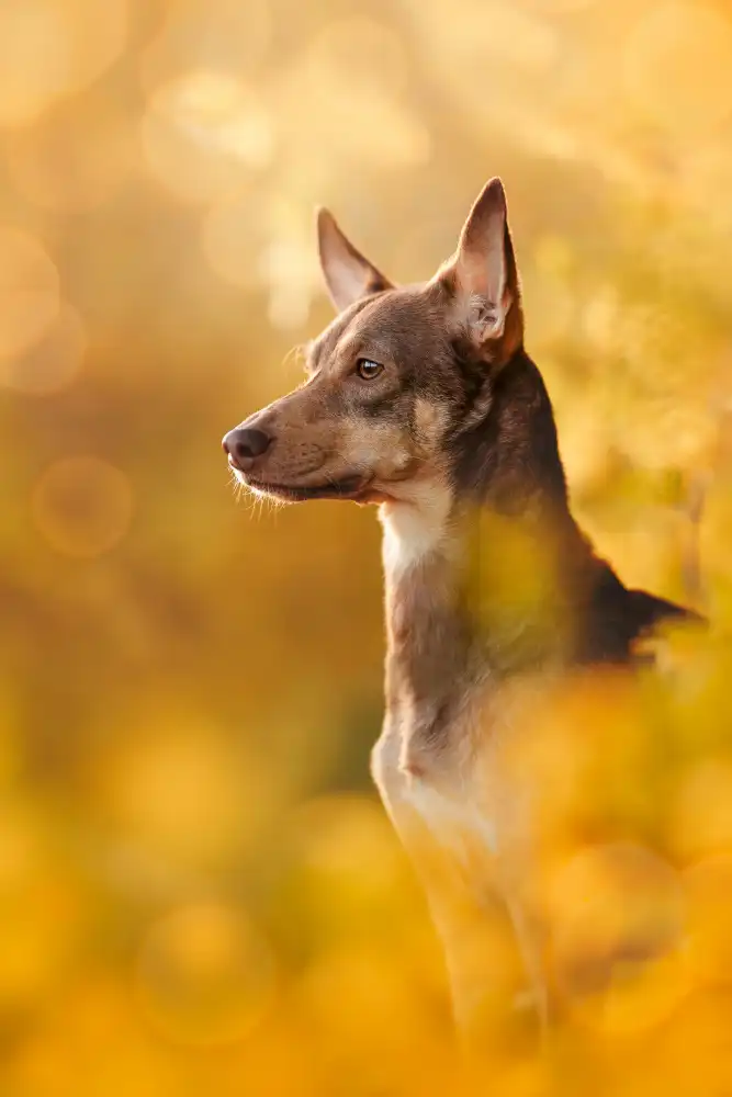 Shandor, Ve: Golden