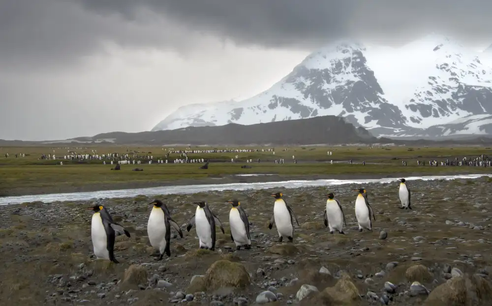 Yang, Jimmy: March of king penguins