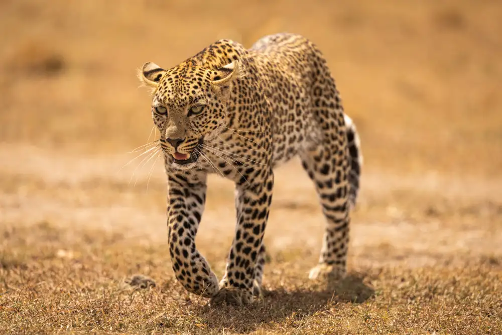 Gill, Barbara: Cheetah on the prowl