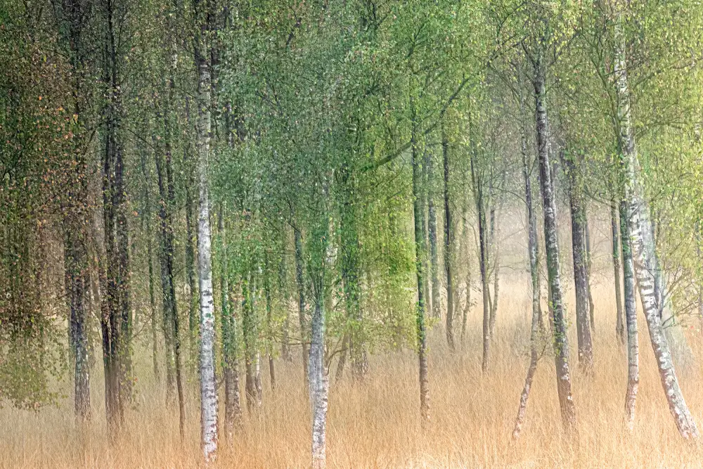 Goossens, Henk: Waving trees