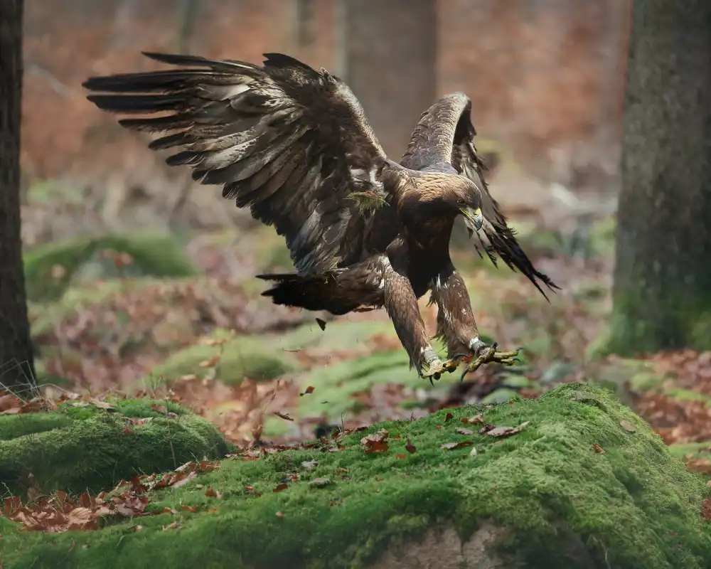 Firešová, Michaela: Landing eagle