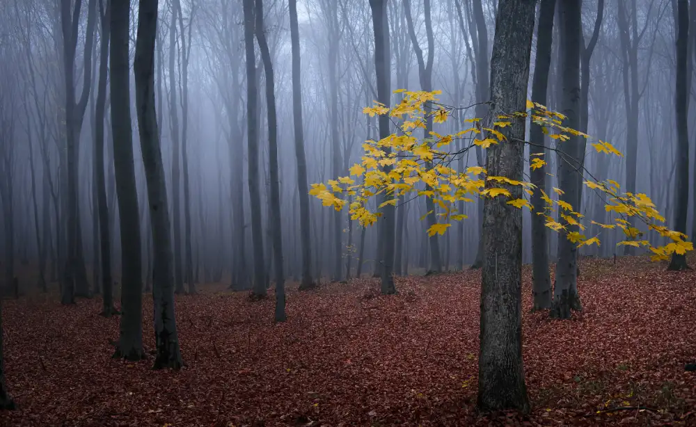 Oprea, Vio: Tree with yellow leaves