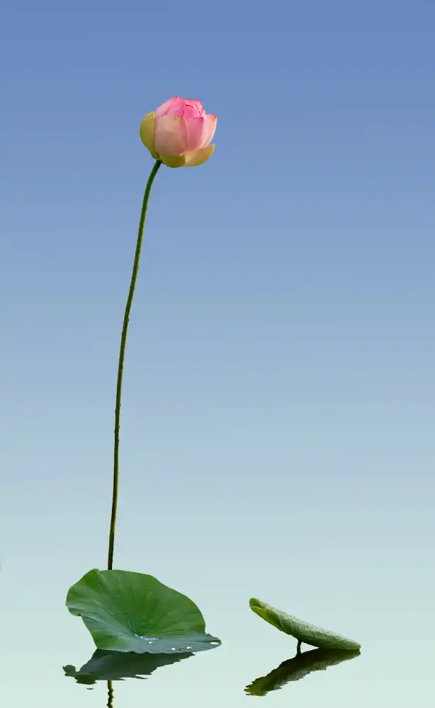 大河, wei: lotus
