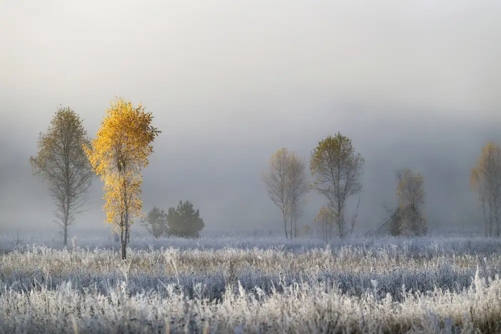 Doronin, Dmitry: Frozen birches