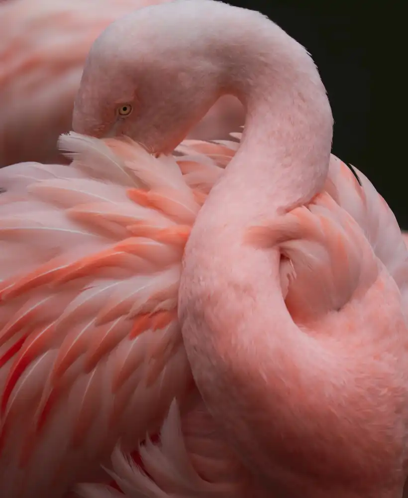Wechsler, Robin: Tant de plumes