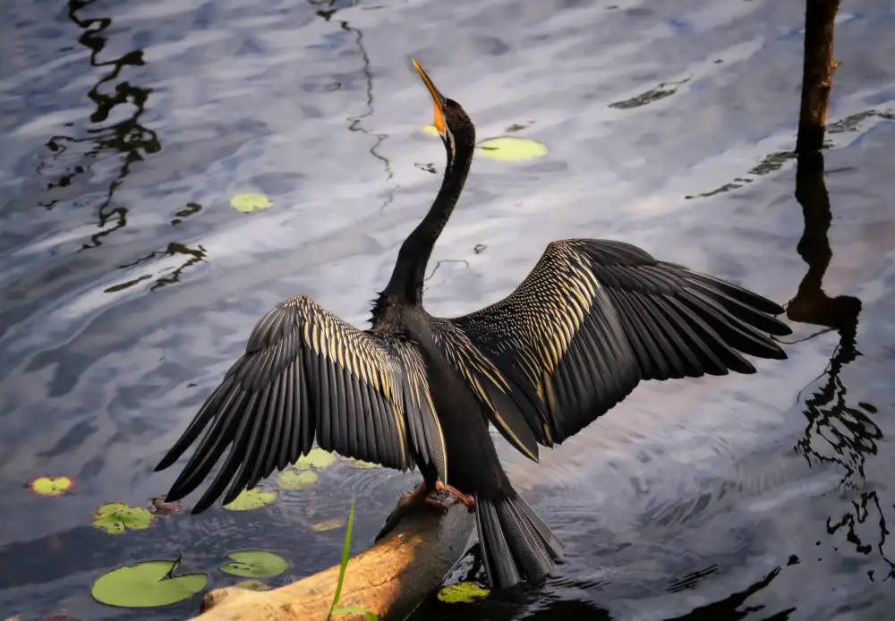Heg, Zina: Darter australiano