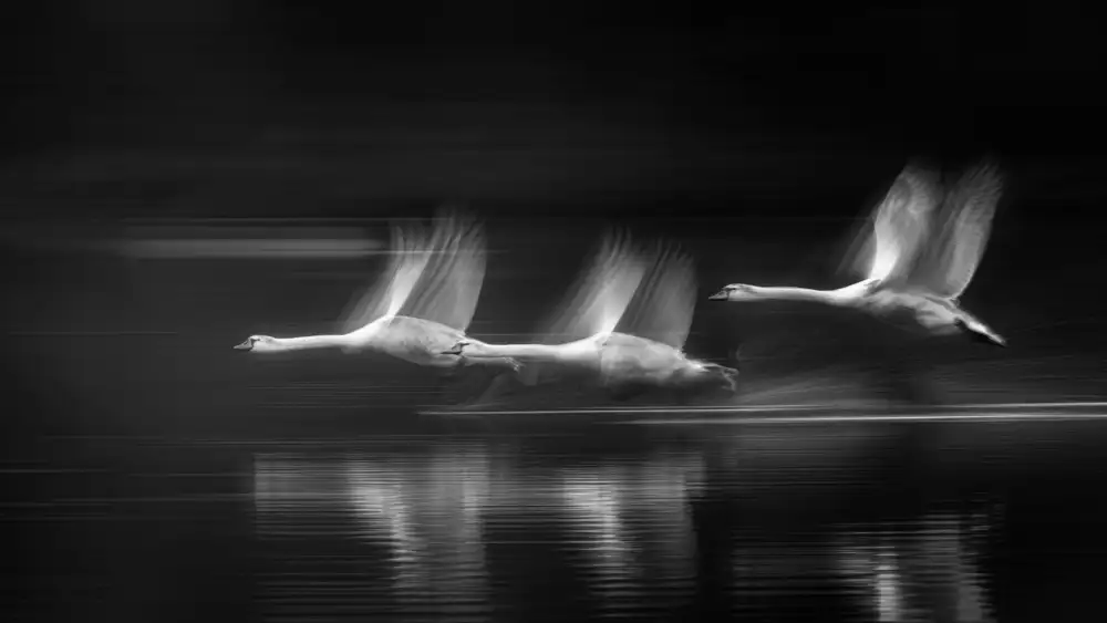 Zhang, Joan: The swans in flight