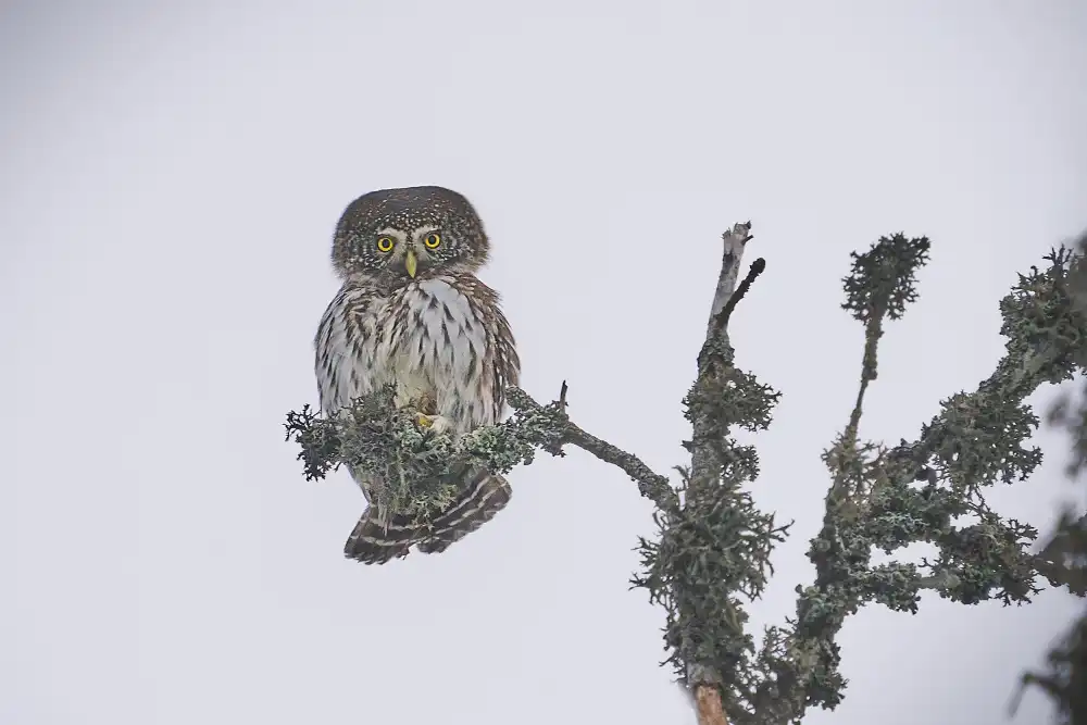 Puum, Mati: Pygmy Owl.