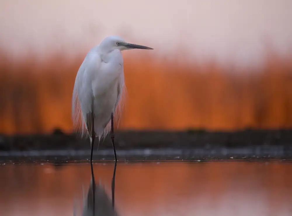 DeLaan, Corry: Great White Egret at Sunrise