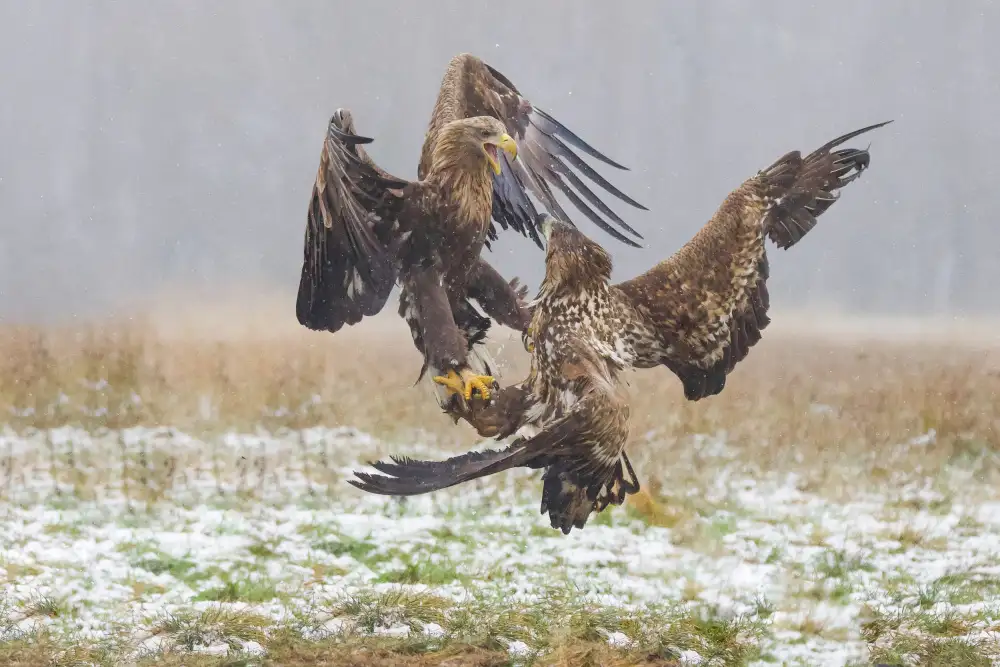 Manusevich, David: L'aquila combatte