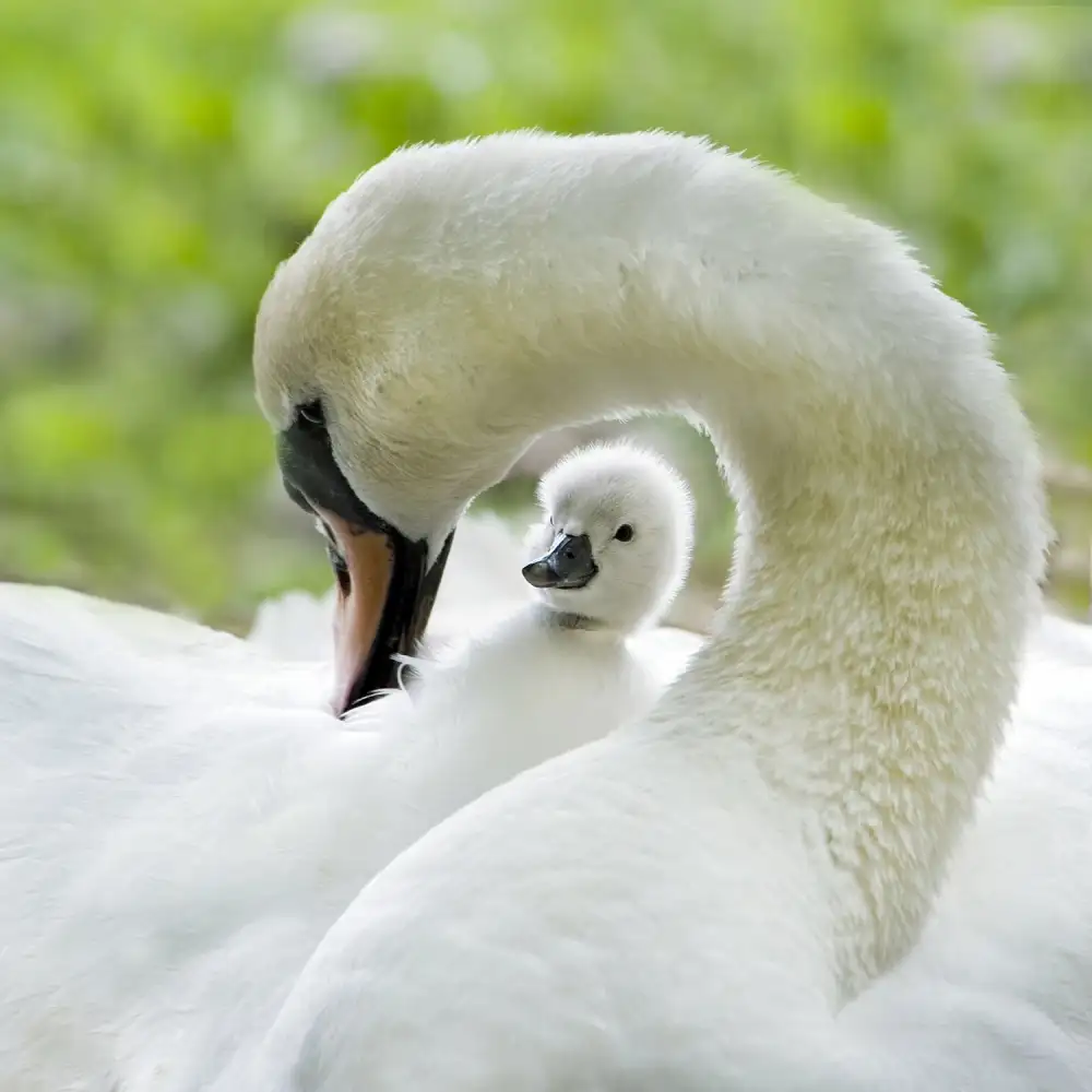 Parker, Jacky: Liebe umgibt
