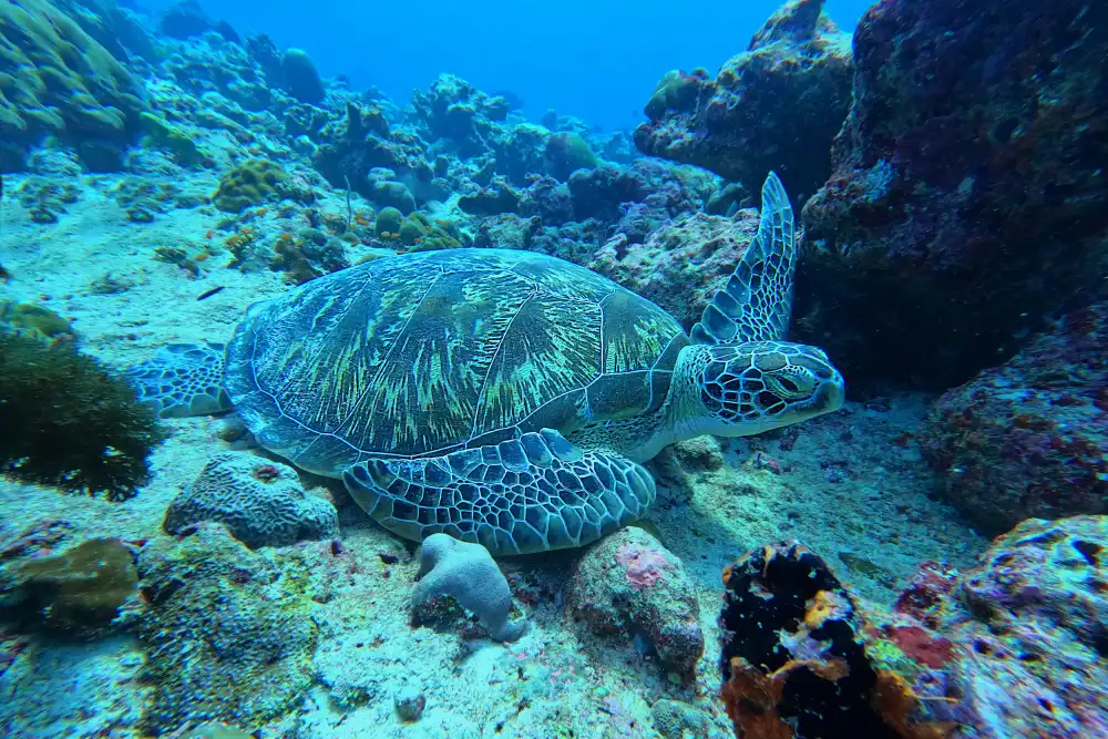 BALANTIC, PETER: Deep sea turtle