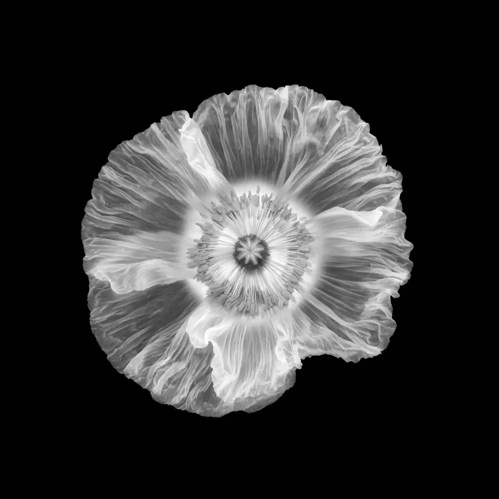 Grønkjær, Lotte: Poppy