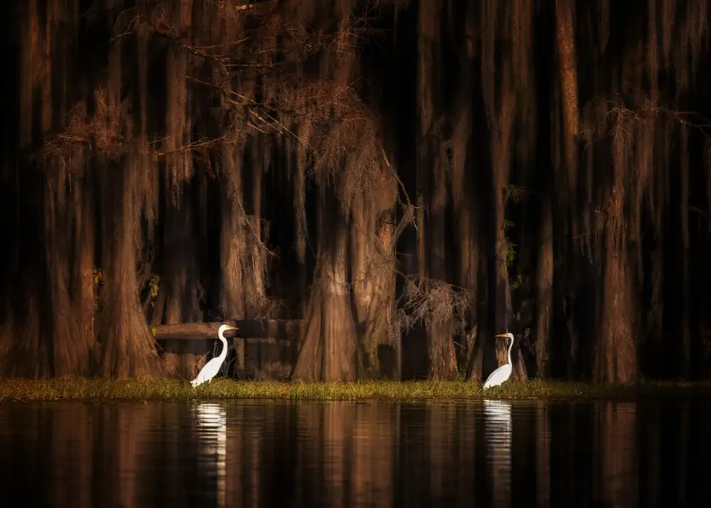 Z, Leechee: Kreaturen des Caddo-Sees