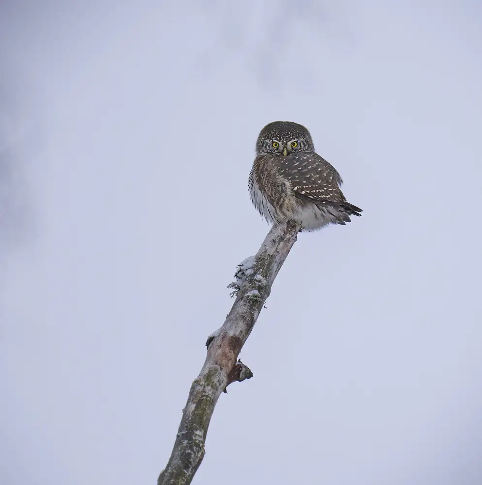 Puum, Mati: Pygmy Owl...