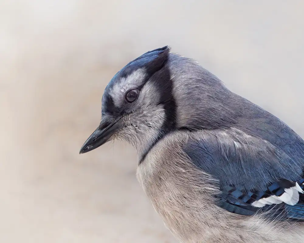 Gagnon, Lucie: Curioso Blue Jay