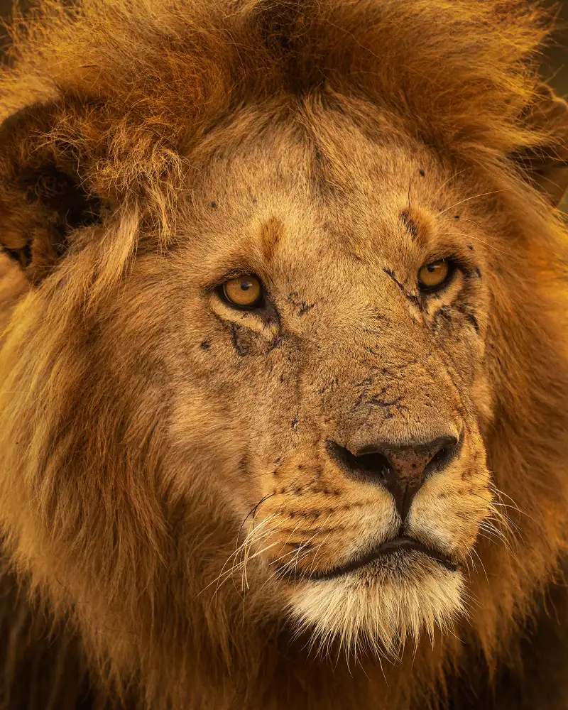 Bhatia, Yogesh: Le roi