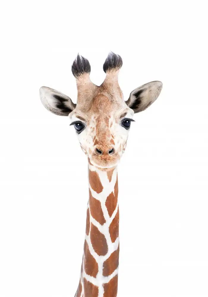Pienaar, Kathrin: Piccola giraffa