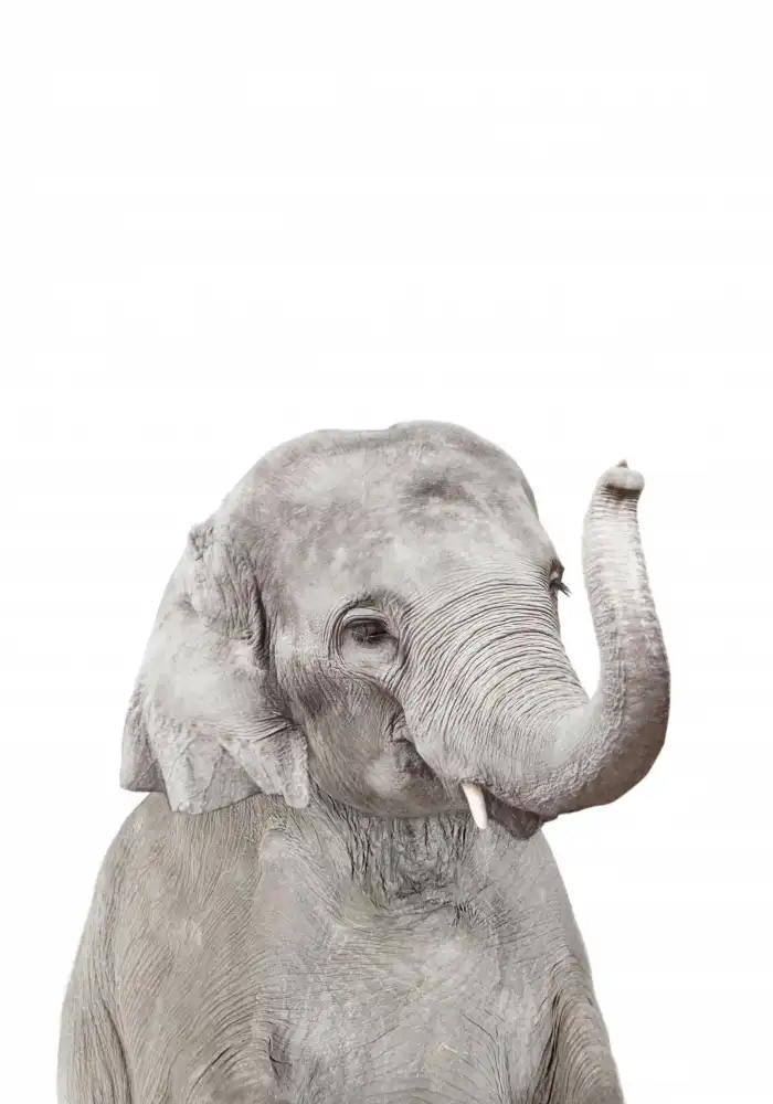 Pienaar, Kathrin: Baby Elephant