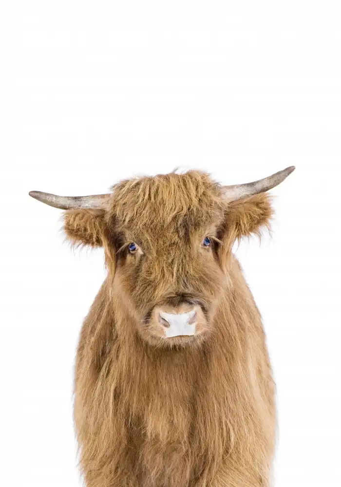 Pienaar, Kathrin: Mucca